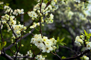 泪目！FIFA电竞传奇选手退役前的最后一战，预测牵动人心